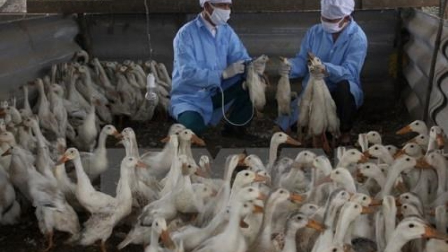 A/H5N1 avian flu spotted in Bac Ninh