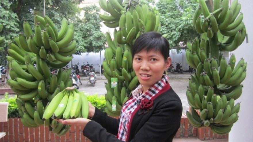 Khoai Chau banana receives collective brand recognition