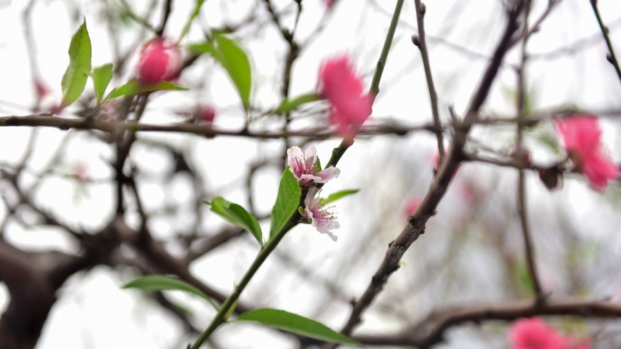 Dragon-shaped peach tree attracts customers 