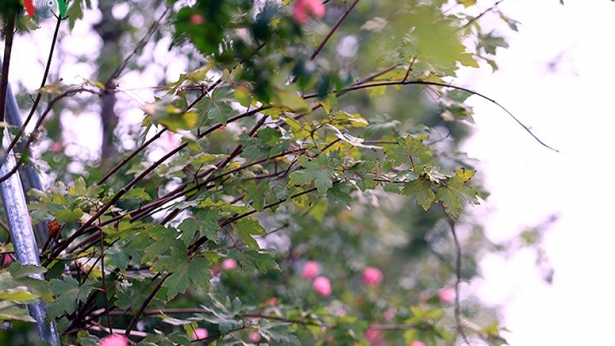 Beautiful red maple trees change colour in autumnal Hanoi
