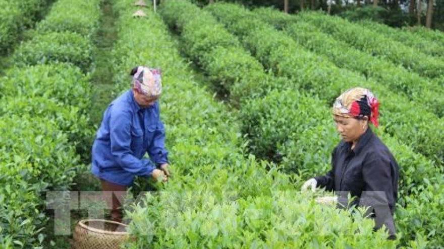 33 percent of farming cooperatives efficiently operate: Ministry