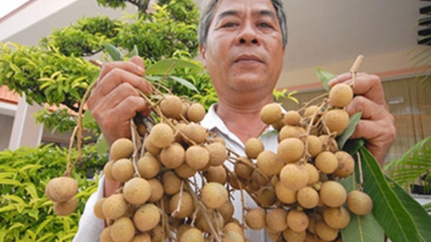 
        Dong Thap promotes fruit exports
                              