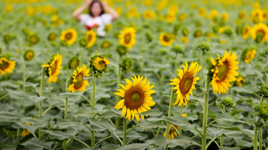 Exploring wild sunflower field in HCM City
