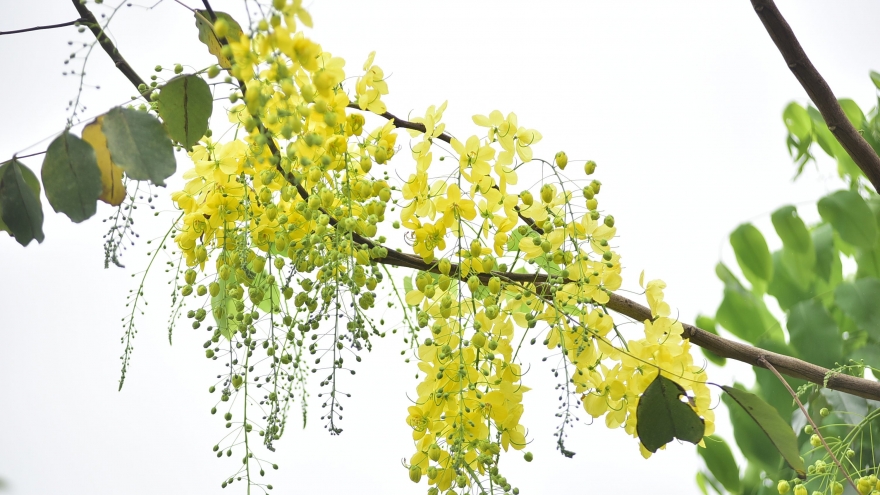 Golden shower trees in Hanoi mark arrival of summer