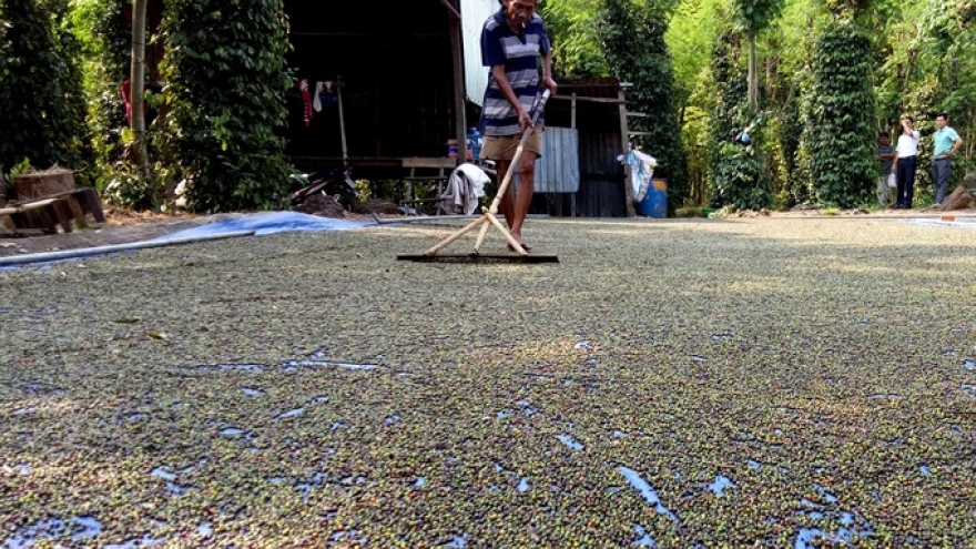 
        Vietnam pepper industry about to burst
                              