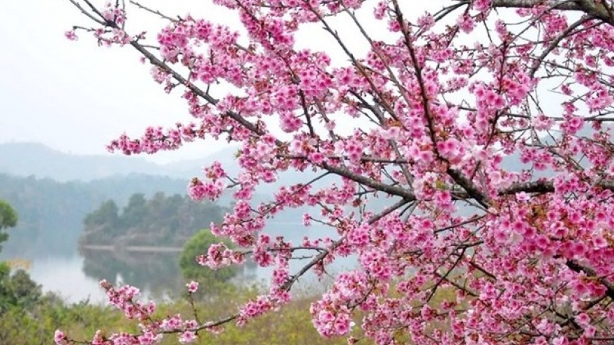 Cherry blossoms from Japan bloom in northern Vietnam