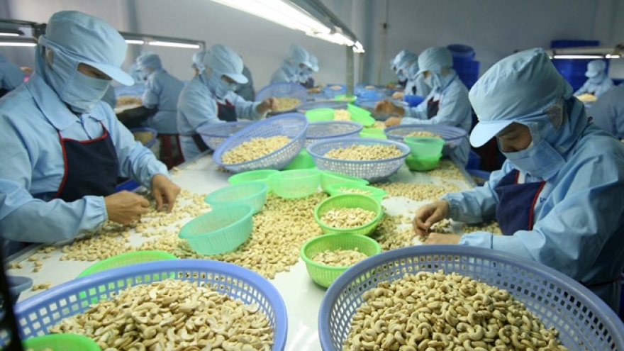Vietnam to import more cashew