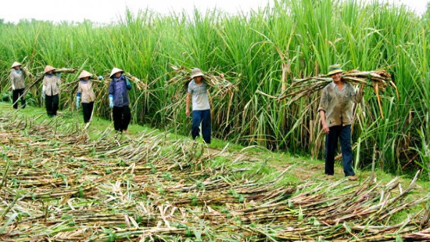 Sugar firms face bitter competition in region