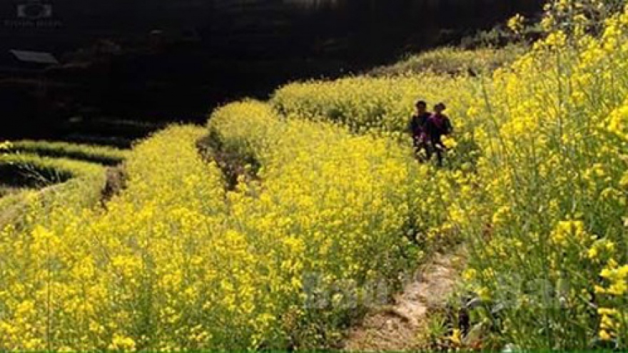 New plants to bloom across terrace fields in Mu Cang Chai