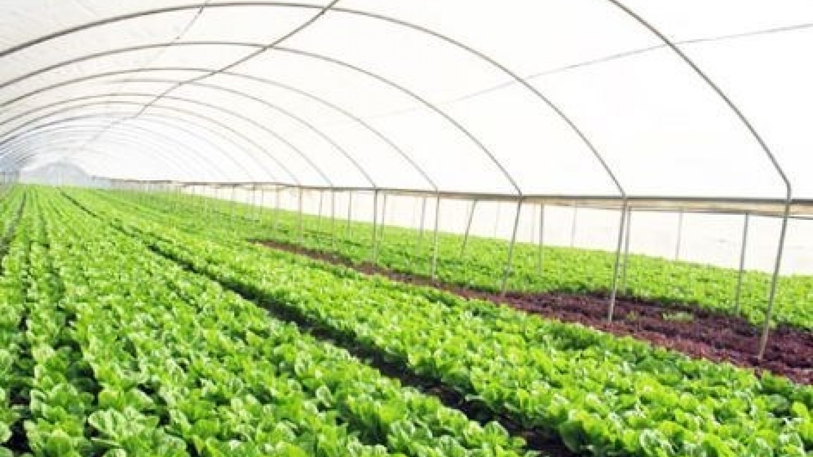 Forum discusses developing agricultural products’ labels, brands
