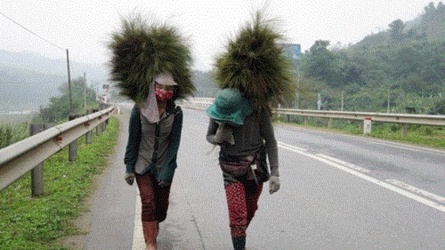 Teachers struggle to get students back post-Tet
