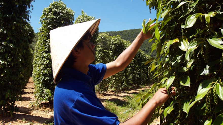 
        Pepper export revenue loses spice due to oversupply
                              