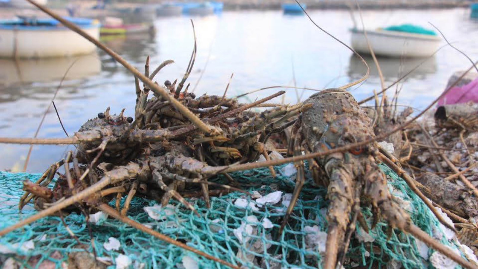 Mass lobster deaths in Phu Yen