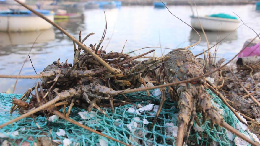 Mass lobster deaths in Phu Yen
