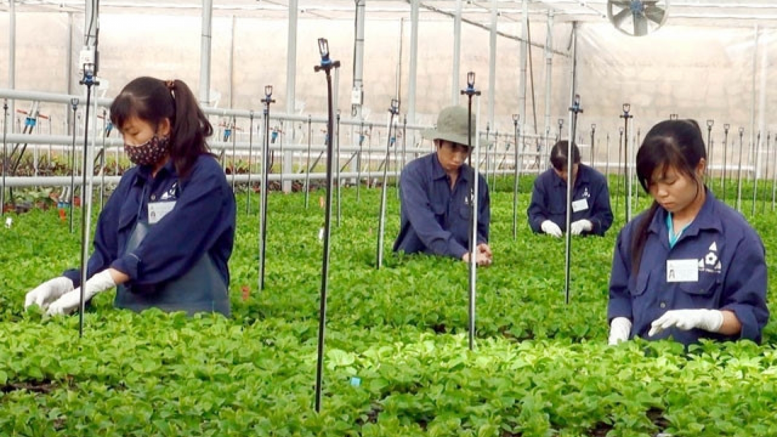 High-tech farming model helps farmers escape poverty