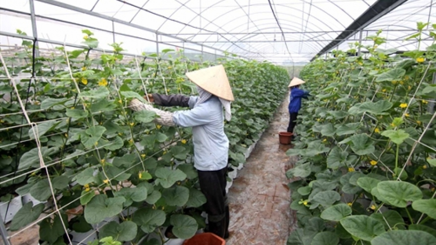 
        Speedy restructuring needed in domestic agriculture sector
                              
