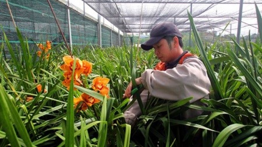 Japanese agriculturist loves Da Lat flowers