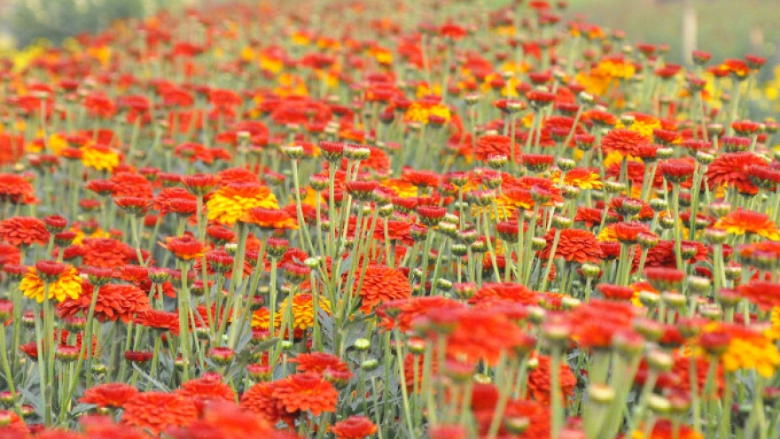 Phu Van village combines horticulture and tourism