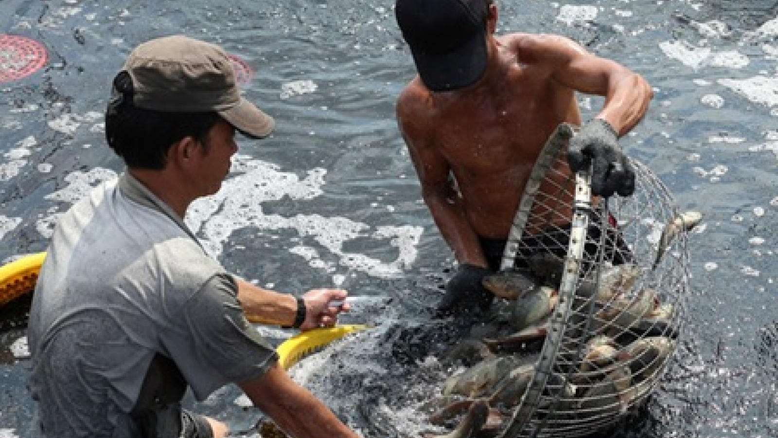 Seafood exports to rise on TPP