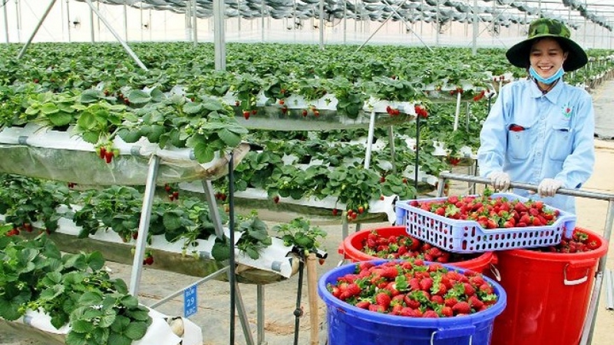 Strawberry growers rake in the profits from their garden bounties 