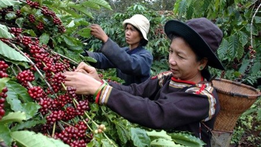 Technology boosts coffee sector growth