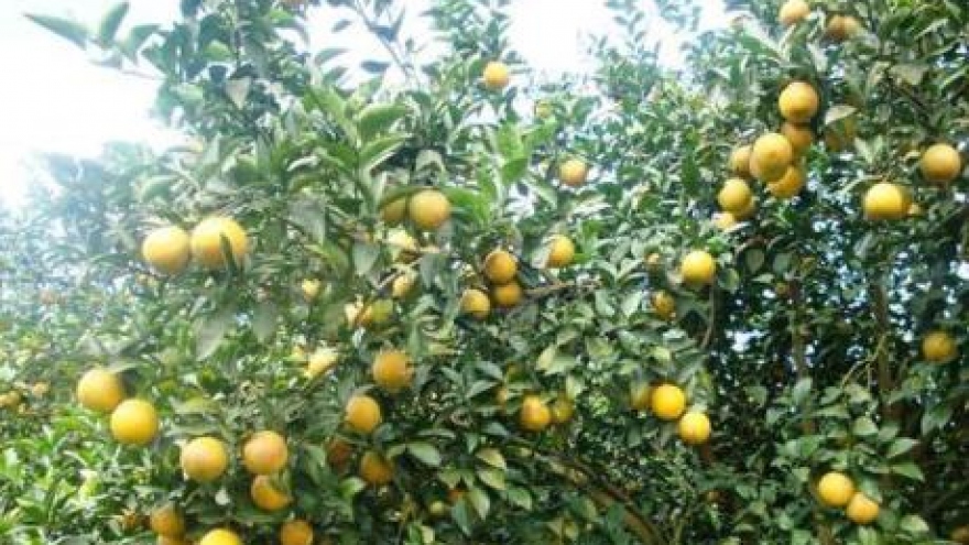Cao Phong oranges to be served on Vietnam Airlines’ flights
