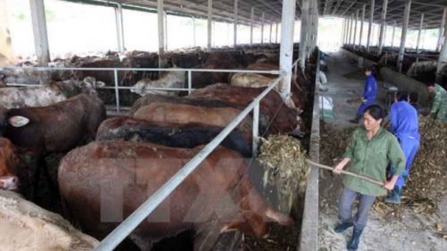 Central Highlands provinces move to develop cattle for trading