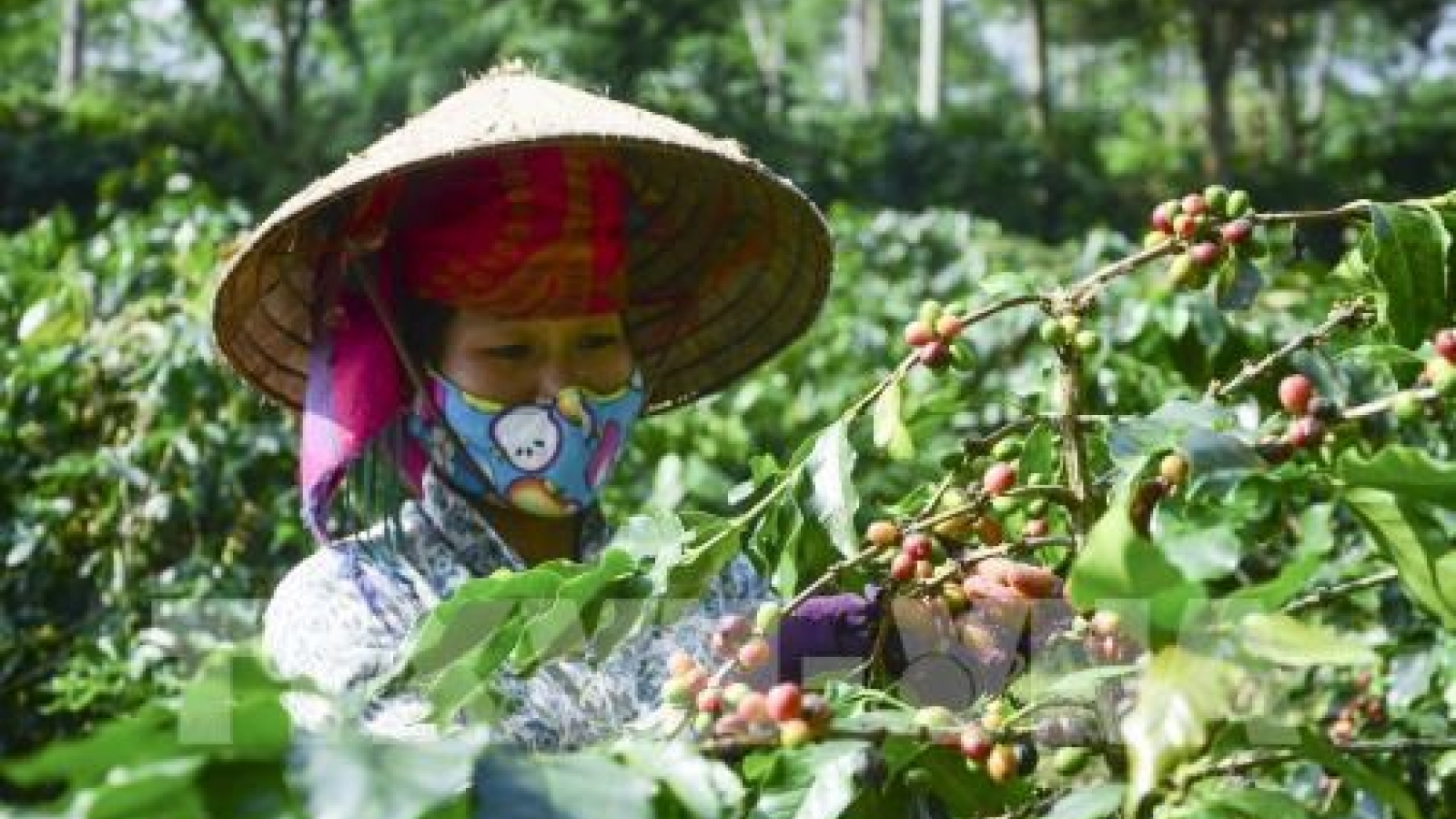 Son La coffee geographical indication announced