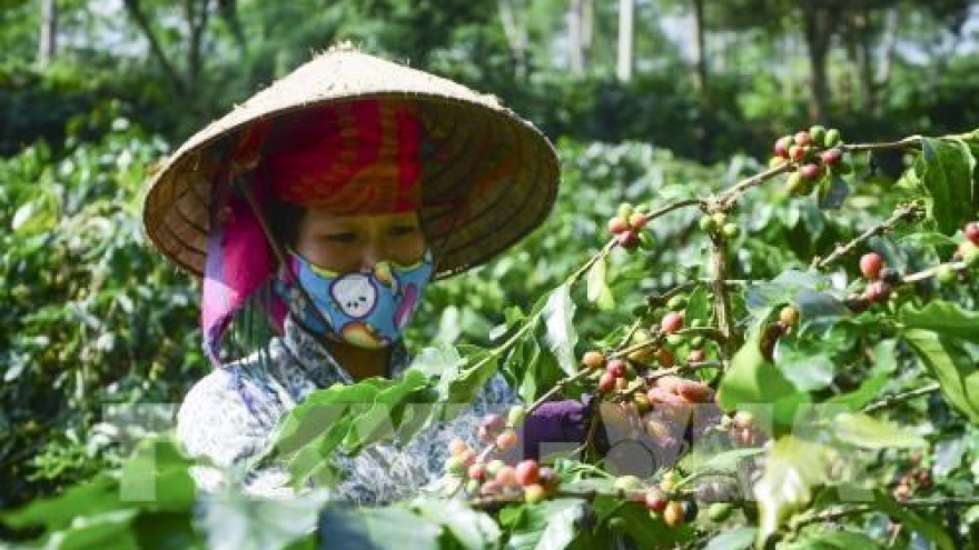 Son La coffee geographical indication announced