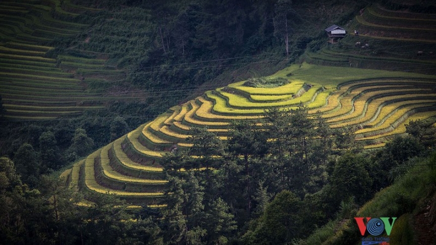 Exploring golden paddy fields of Yen Bai