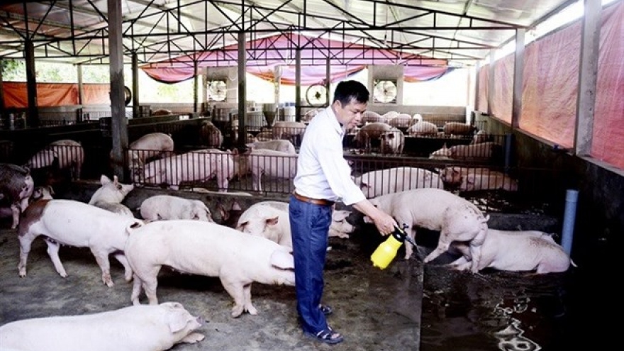 Vietnam confronts pig farming surplus