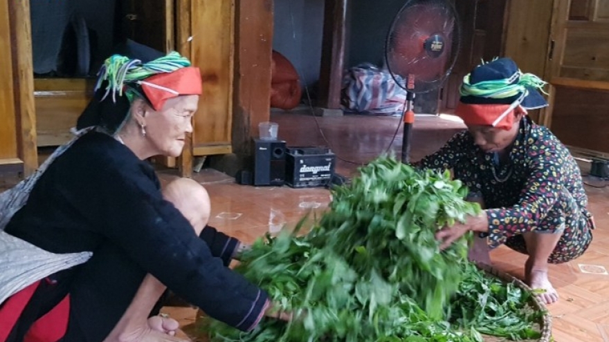 Cao Bo village develops Shan Tuyet tea, a signature product of Ha Giang