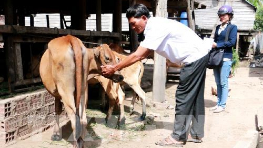 Hand, foot and mouth disease outbreak strikes central Vietnam