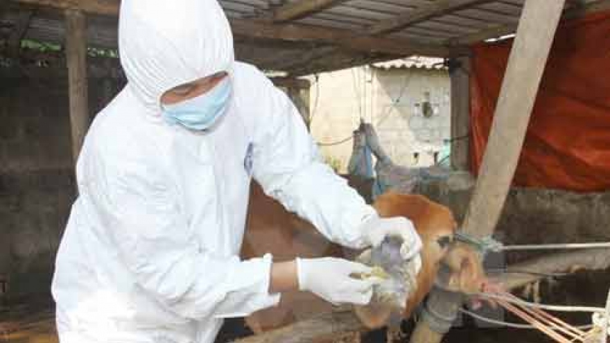 Vietnam works to contain animal foot-mouth disease