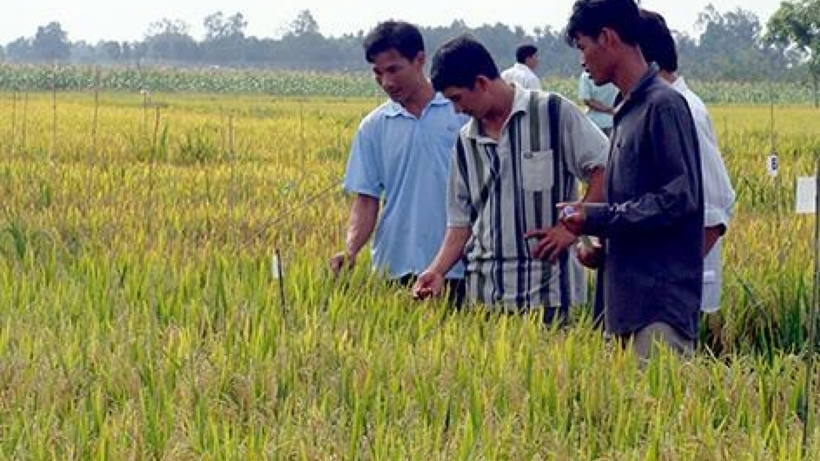 Hau Giang, RoK organisation continue hi-tech farming cooperation