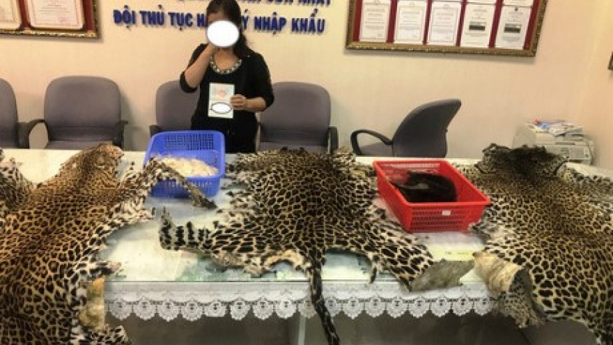 Wildlife products seized at Tan Son Nhat Airport