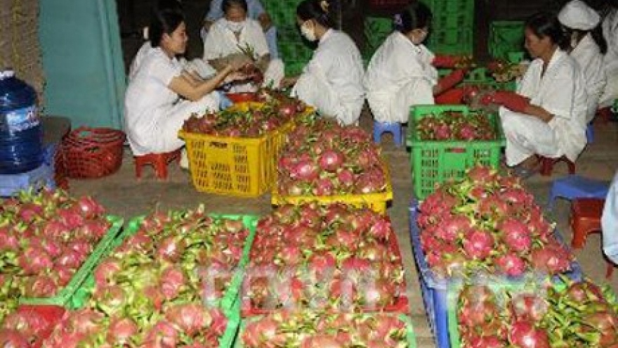 Binh Thuan looks to expand VietGap dragon fruit area