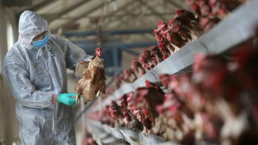 Vietnam wary as China grapples with deadly bird flu outbreak