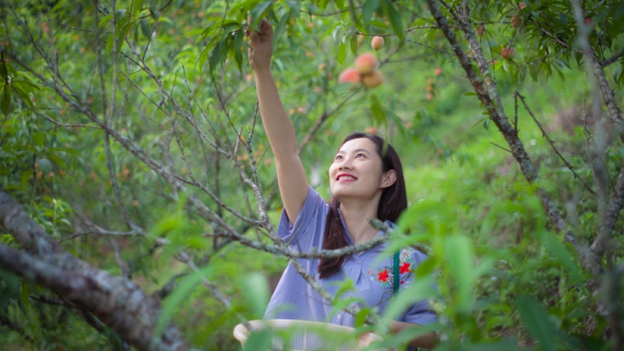 Farmers experiment with letting customers pick their own fruit