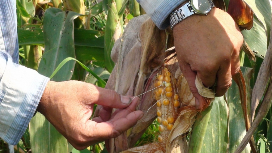 In Vietnam, imported feed material outdoes domestic produce