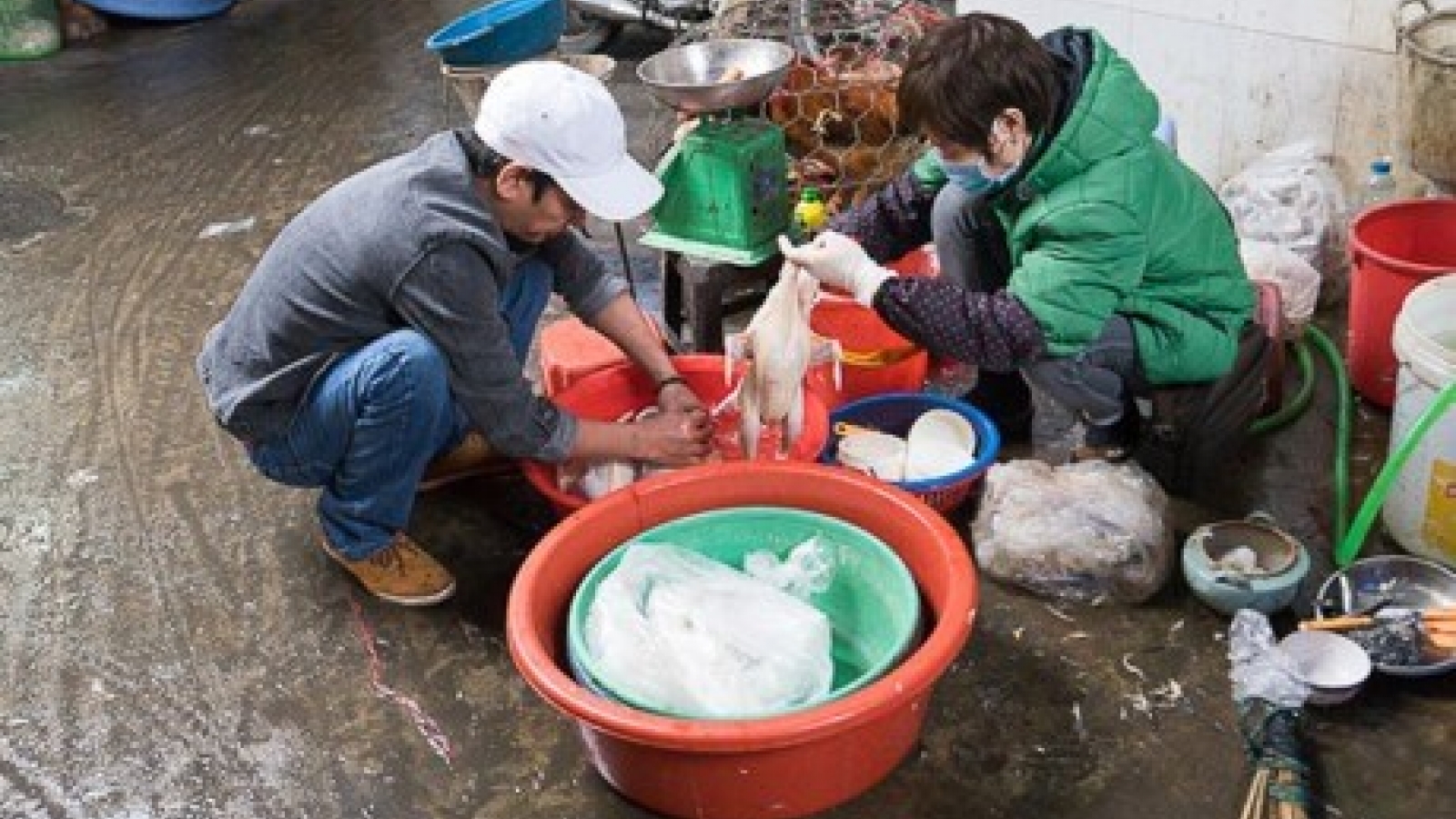 Poultry sale, slaughter raise avian flu fears