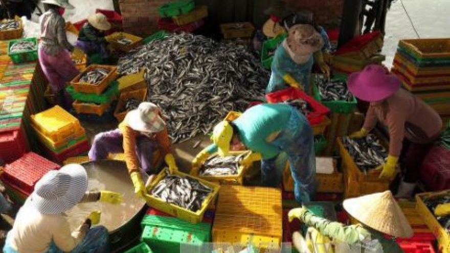 Quang Ngai fishermen enjoy bumper catch ahead of Tet