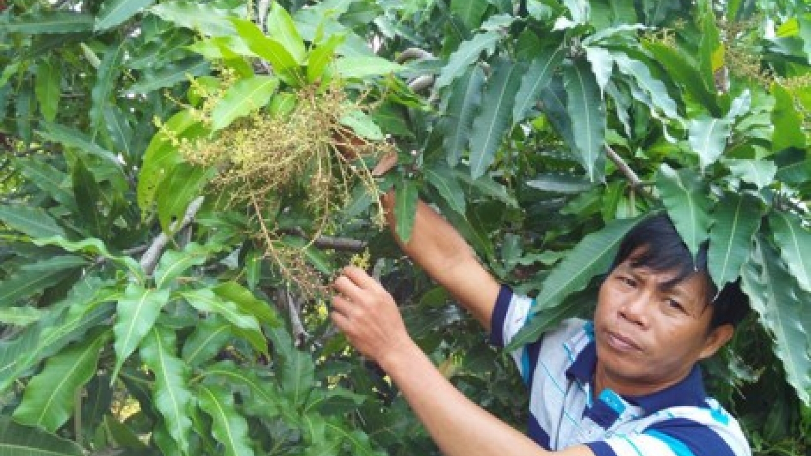 Dong Nai suffers from fruit losses
