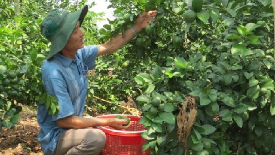 Vietnamese limes exported to RoK