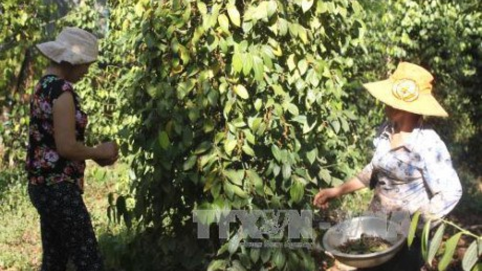 Binh Phuoc targets sustainable pepper supply chain