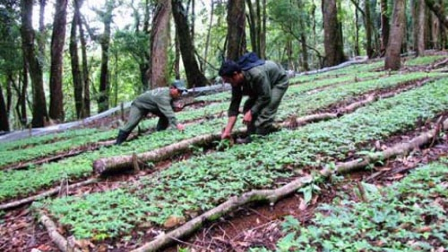 Central Highlands herbs listed