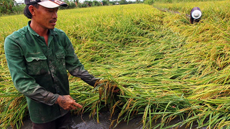 Heavy rain damages rice crops in southern Vietnam
