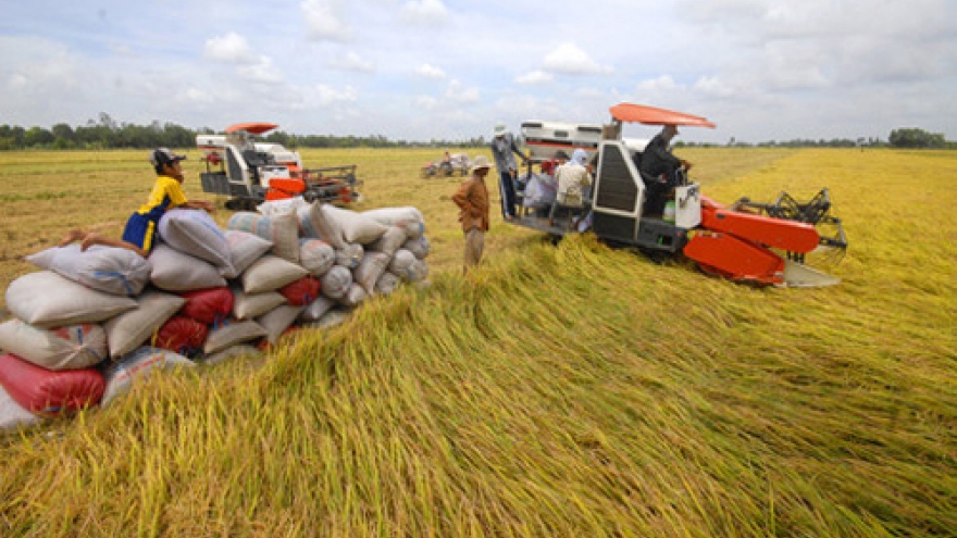 Japan teaches Vietnamese how to grow high quality rice