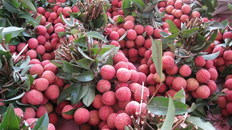 Vietnam lychee trade breaks export records in 2016
