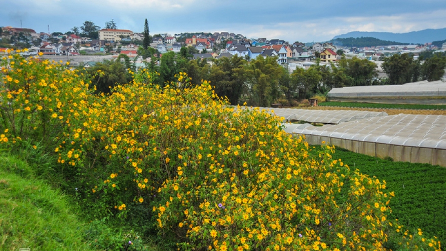 Wild sunflowers in full bloom descend on Da Lat 